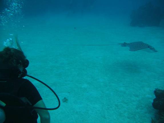 A Ana observa Arraia Chita no mergulho em Devil's Grotto, em George Town - Grand Cayman, nas Ilhas Caiman